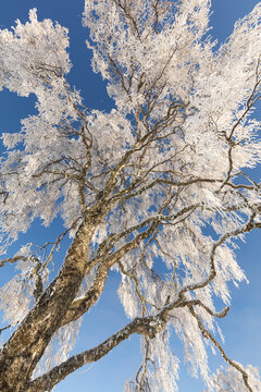 Silver birch (Betula pendula) tree coated in heavy hoar frost, Cairngorms National Park, Scotland, UK. December. 