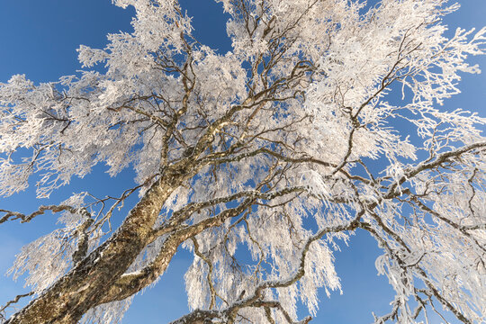 Silver birch (Betula pendula) tree coated in heavy hoar frost, Cairngorms National Park, Scotland, UK. December. 