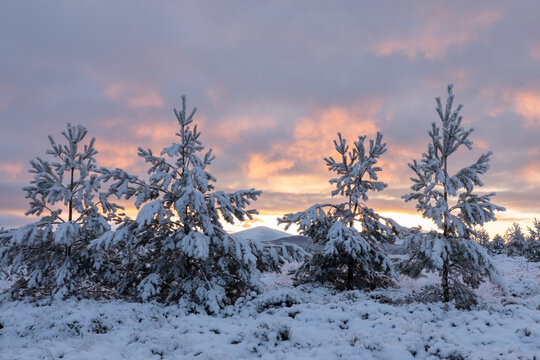 Scots pine (Pinus sylvestris) trees at sunset in winter, Dorback, Cairngorms National Park, Scotland, UK. December. 