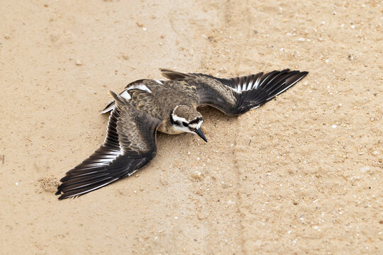 Kittlitz's plover (Charadrius pecuarius) displaying broken wing act, defensive behaviour, Tankatara Salt Pans, Eastern Cape Province, South Africa. 