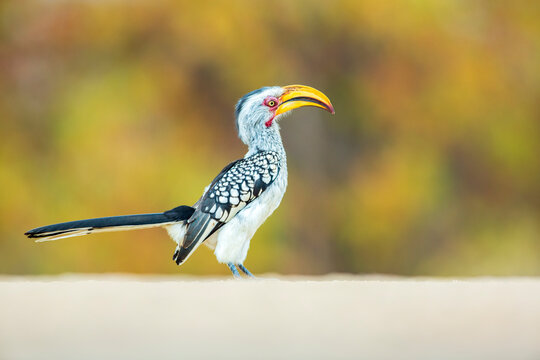 Southern yellow-billed hornbill (Tockus leucomelas) portrait, Kruger National Park, South Africa. 