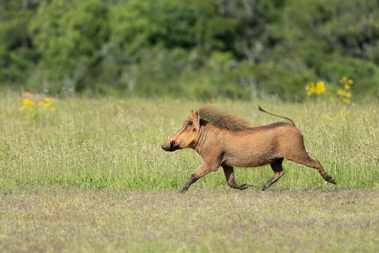 Warthog (Phacochoerus africanus) running with tail up, Addo Elephant National Park, Eastern Cape Province, South Africa. 
