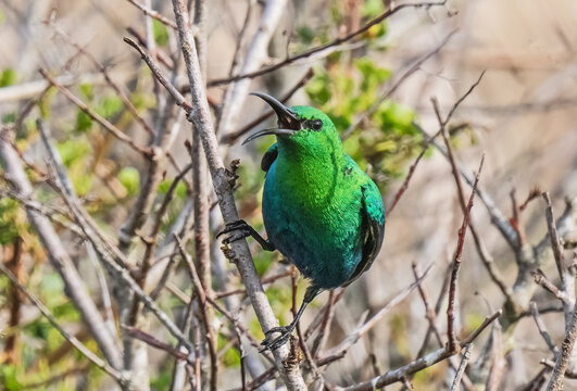 Malachite sunbird (Nectarinia famosa) male calling loudly on lookout perched on a twig, Cape Province, West Coast National Park, Langebaan, South Africa. 