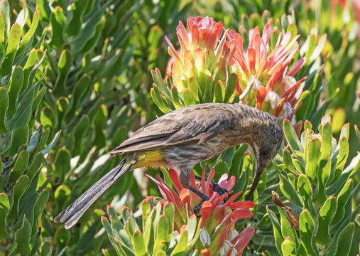 Cape sugarbird (Promerops cafer) perched on a Protea flower spike sipping nectar, Kirstenbosch Botanical Gardens, Cape Town, South Africa. 