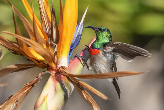 Southern double-collared sunbird (Cinnyris chalybeus) male perched on a flower head and raising wings, Kirstenbosch Botanical Gardens, Cape Town, South Africa. 