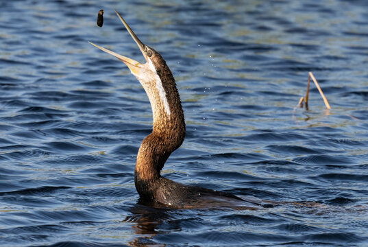 African darter (Anhinga rufa) swimming with low body posture and raised head juggling with food it has just caught, False Bay Nature Reserve, Cape Town, South Africa. 