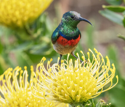 Southern double-collared sunbird (Cinnyris chalybeus) male perched on top of a Protea flower head, Kirstenbosch Botanical Gardens, Cape Town, South Africa. 