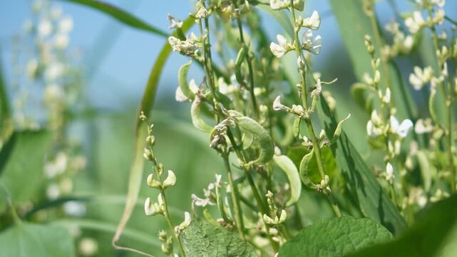 Papdi (Hyacinth Bean) flowering & pod stage explained. Learn crop care, irrigation, nutrients, pest control, and tips to prevent flower drop for better yield and pod quality.