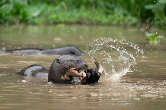 Giant river otter (Pteronura brasiliensis) feeding on fish prey in river, Pantanal wetlands, Mato Grosso, Brazil. Endangered. 