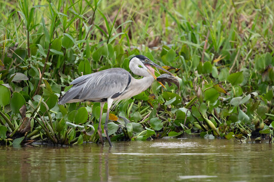 Cocoi heron (Ardea cocoi) standing at water's edge with fish prey in beak, Pantanal wetlands, Mato Grosso, Brazil. 