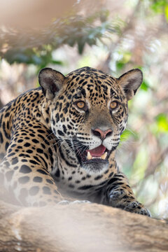 Jaguar (Panthera onca) female, resting in a tree, Pantanal wetlands, Mato Grosso, Brazil. 