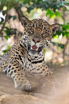 Jaguar (Panthera onca) female, resting in a tree, Pantanal wetlands, Mato Grosso, Brazil. 