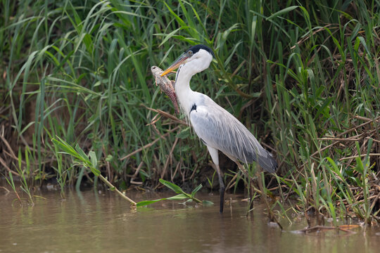 Cocoi heron (Ardea cocoi) standing in shallow water with fish prey in beak, Pantanal wetlands, Mato Grosso, Brazil. 