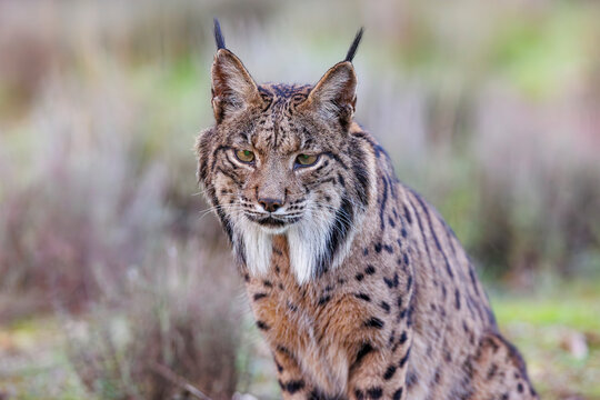 Iberian lynx (Lynx pardinus) portrait, Castilla-La Mancha, Spain. November. 