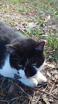 野外の草地でくつろぐ白黒模様の猫