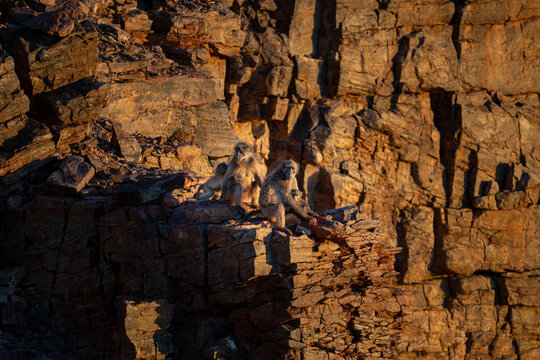 View of jagged cliffs ablaze with the setting sun's golden light, as a troop of baboons huddles on a rocky outcrop, Keetmanshoop, Karas Region, Namibia.