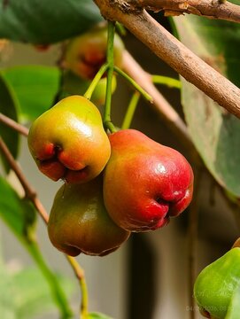 Vibrant red Java apples ripening on a tropical tree branch