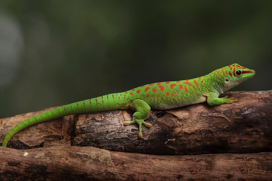 Beautiful Madagascar giant day gecko "Phelsuma grandis" closeup on branch, Madagascar giant day gecko closeup