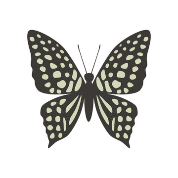 Vector butterfly graphium agamemnon. Vector illustration isolated on white background.