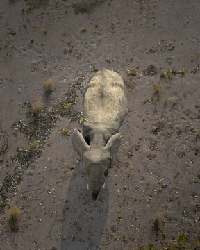 Aerial view of an elephant casting a long shadow on the arid, ochre landscape, Uis, Erongo Region, Namibia.
