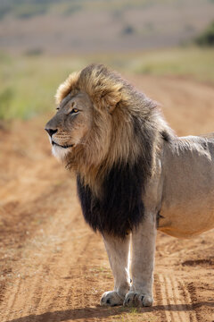 Majestic Male Lion with Dark Mane Standing on Savanna at Welgevonden Game Reserve