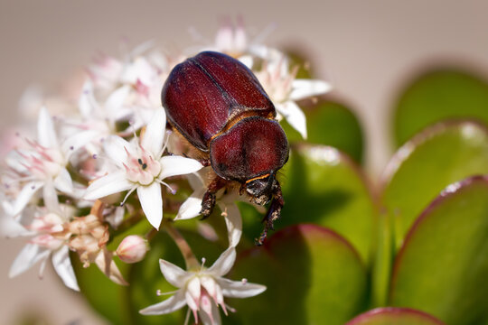 Nashornk&auml;fer (Oryctes nasicornis) M&auml;nnchen auf bl&uuml;hendem Geldbaum (Crassula ovata) - Tetir, Fuerteventura