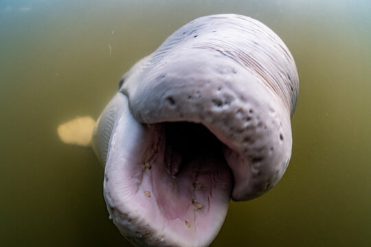 Beluga whale (Delphinapterus leucas) close up portrait with mouth open, Churchill River, Manitoba, Canada. 
