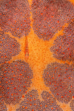 Ghost goby (Pleurosicya sp.) sheltering amongst the gills of a Cushion star (Culcita sp.), Bitung, North Sulawesi, Molucca Sea. 