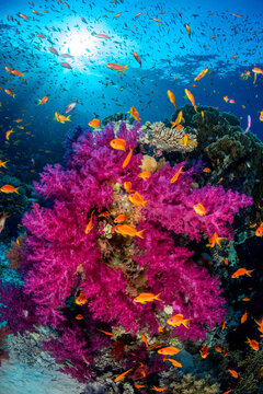 Coral reef scene with soft coral (Dendronephthya sp.) and Scalefin anthias (Pseudanthias squamipinnis), Ras Mohammed National Park, Sinai, Egypt, Red Sea. 