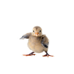 Fototapeta premium A young bird with fluffy feathers standing on a plain surface isolated on transparent background