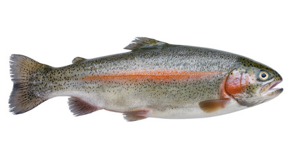 Whole rainbow trout fish with orange stripe, isolated on transparent background © Piotr
