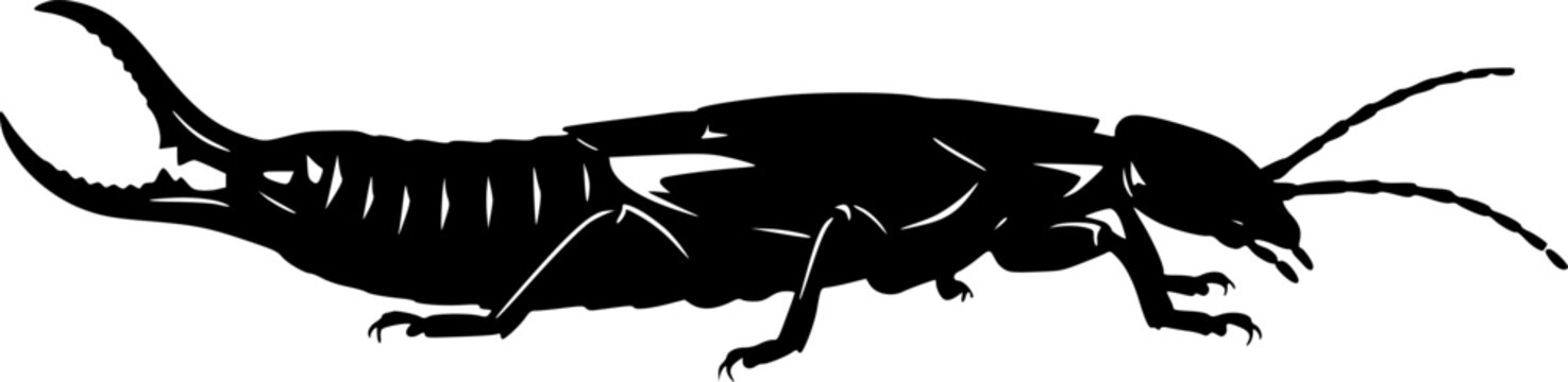 Black silhouette of an earwig insect on , side profile, shadow outline isolated on white background
