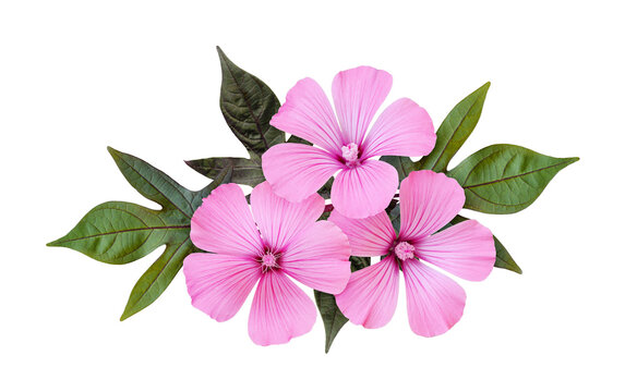 Pink lavatera flowers in a floral arrangement isolated on white or transparent background