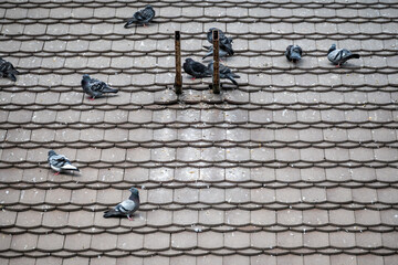 Obraz premium Pigeons on tiled rooftop pattern