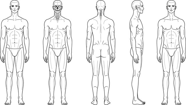 Professional male body template vector showing front back and side views for fashion illustration technical drawing and anatomical human figure proportion studies.