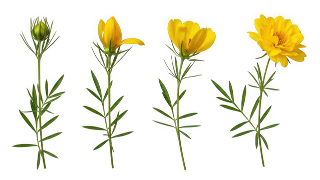 Four stages of yellow flower blooming isolated on transparent background
