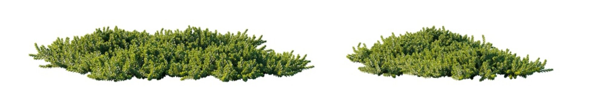 arctostaphylos (manzanita, bearberry, kinnikinnick) isolated PNG on a transparent background premium nature cutout
