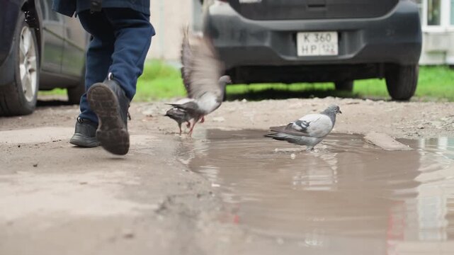 Backpack clad child steps into puddle near parked cars, pigeons pecking, playful splash and ripples, muddy boots and wet asphalt, spontaneous curiosity during short commute to school, lighthearted