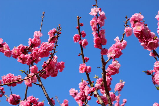 Plum blossom