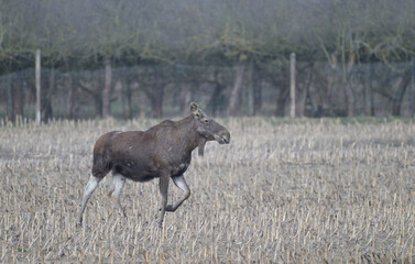 Łoś euroazjatycki (Alces alces) idący polem skoszonej kukurydzy, na tle lasu, wczesną wiosną  © Joanna