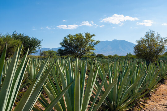 Row of agave plants growing at a farm