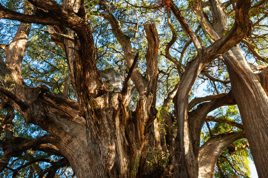 Branches and leaves of arbol del Tule