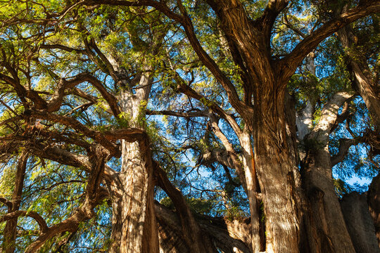 Branches and leaves of Arbol Del Tule