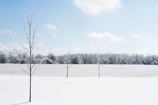 Young maple trees in snow covered field