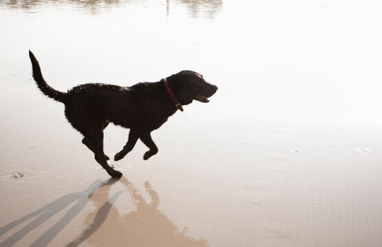Labrador Retriever running on beach