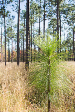 Longleaf Pine (Pinus palustris) seedling growing in forest