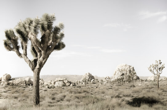 Joshua Trees and rock formations