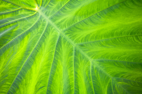 Close-up of Elephant Ear plant leaf