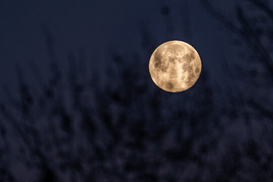 Full moon setting behind tree branches against sky