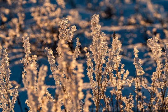 Close-up of wild grasses covered with frost